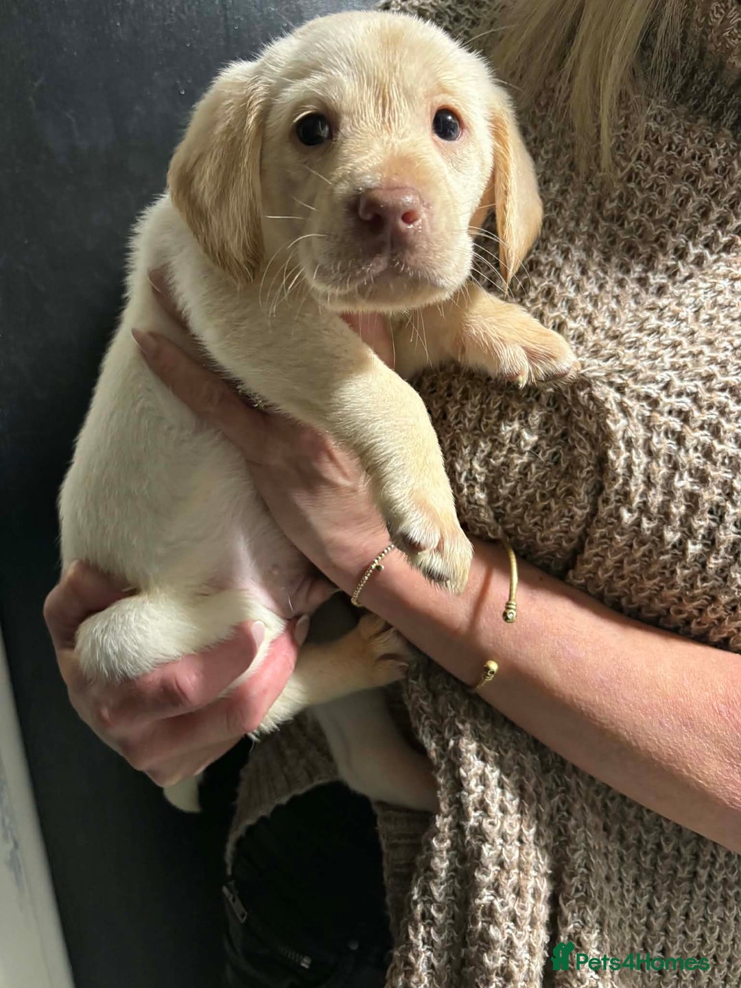 Labradoodle dogs for sale: Beautful labradoodle puppies available for sale  - Advert 16