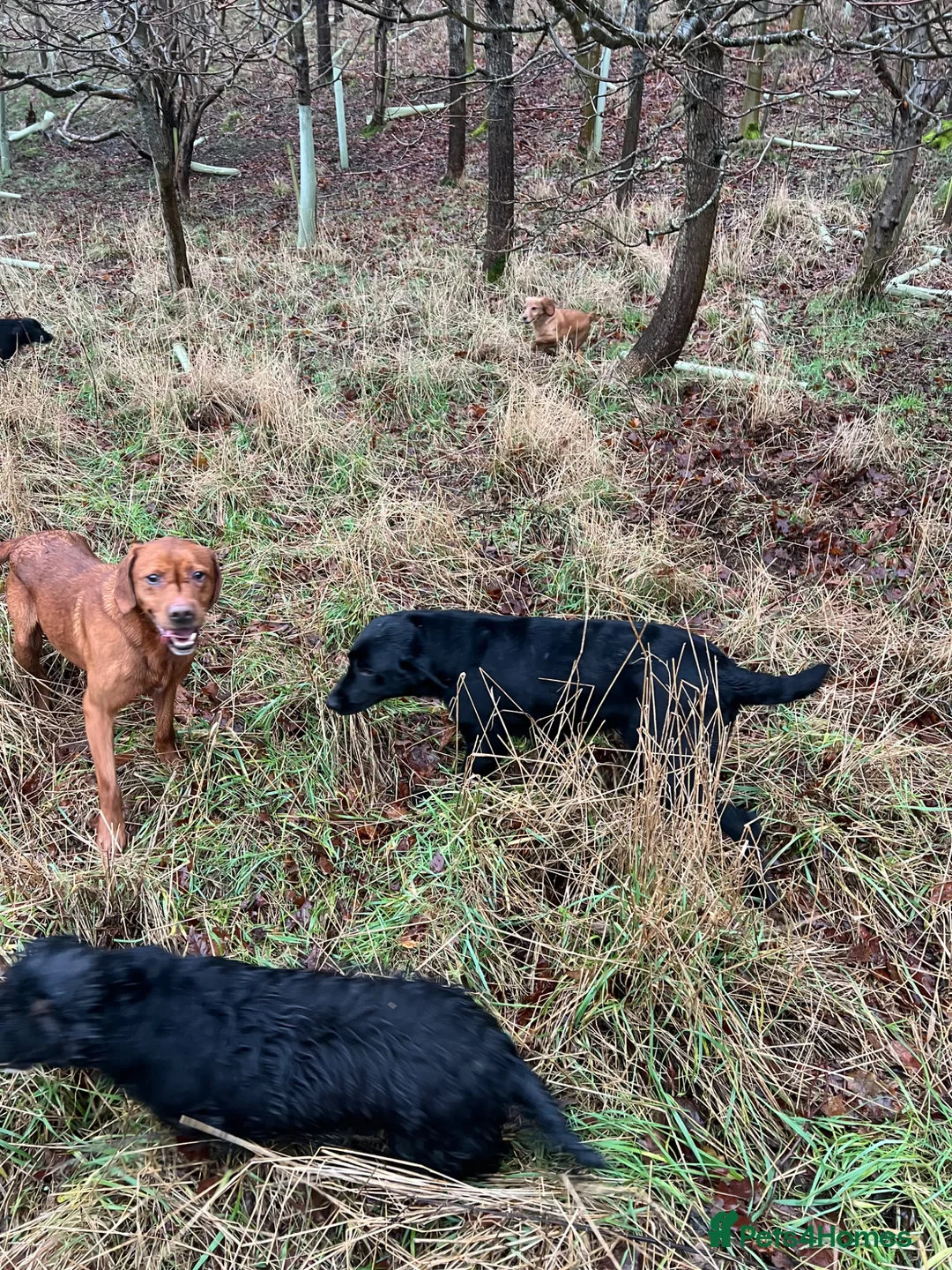 Labrador Retriever dogs for sale: Red / yellow Labrador pups   - Advert 2