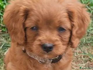 Cavapoo dogs F2 Cavapoo puppies ready now! 3 boys and 1 girl - Advert 1