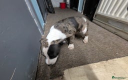 Mixed Breed dogs for sale: Three pups for sale  - Image 8