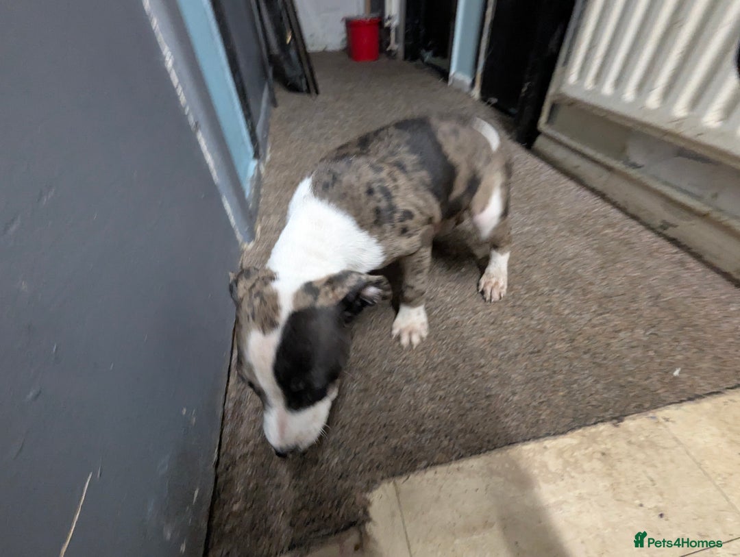 Mixed Breed dogs for sale: Three pups for sale  - Image 8