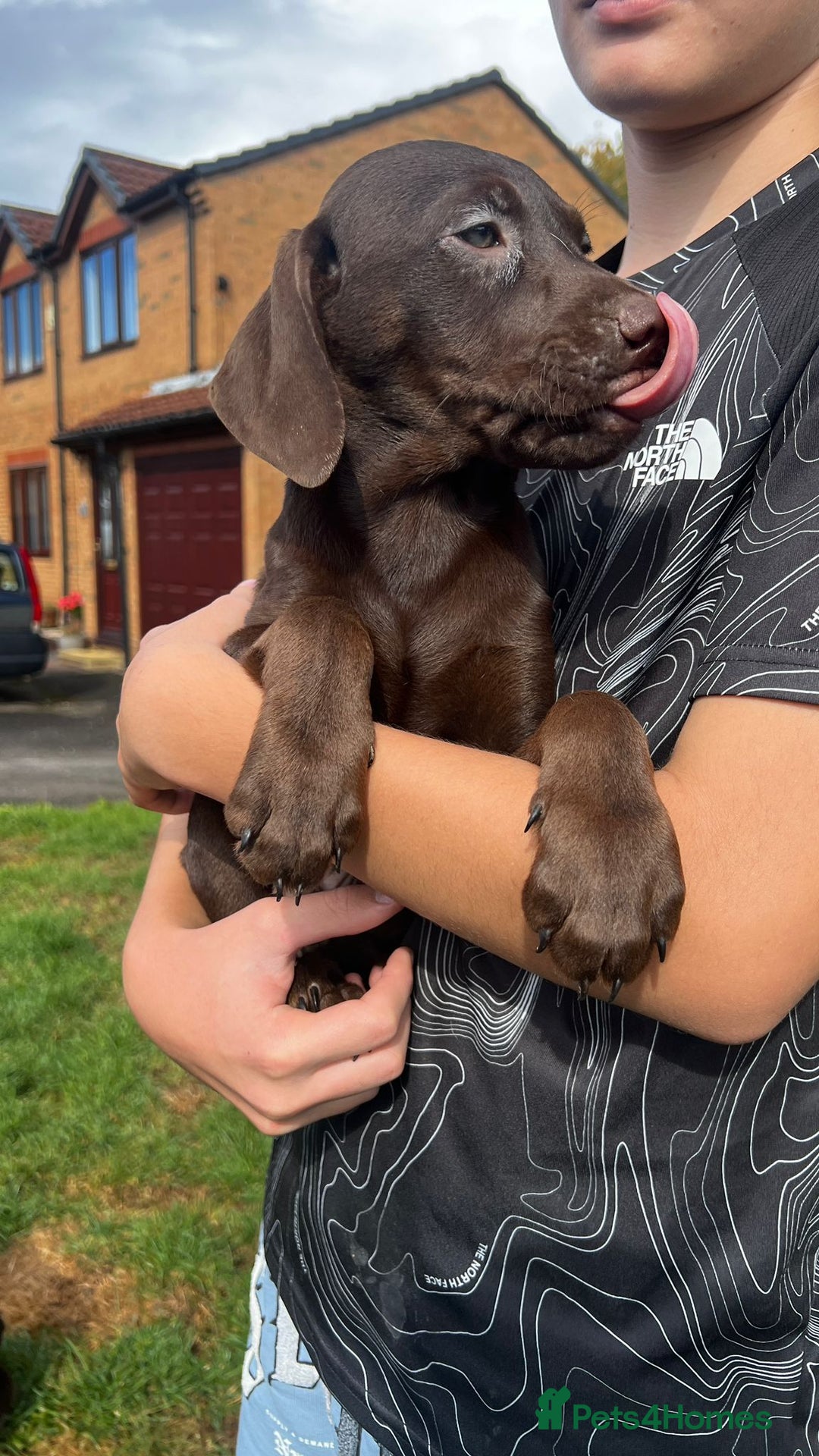 Mixed Breed dogs for sale: HUNGAROAN VIZSLADOR PUPPIES - VIZSLA x LABRADOR - Image 4
