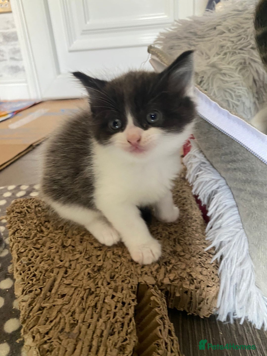 Asian cats for sale: Kittens - Image 3