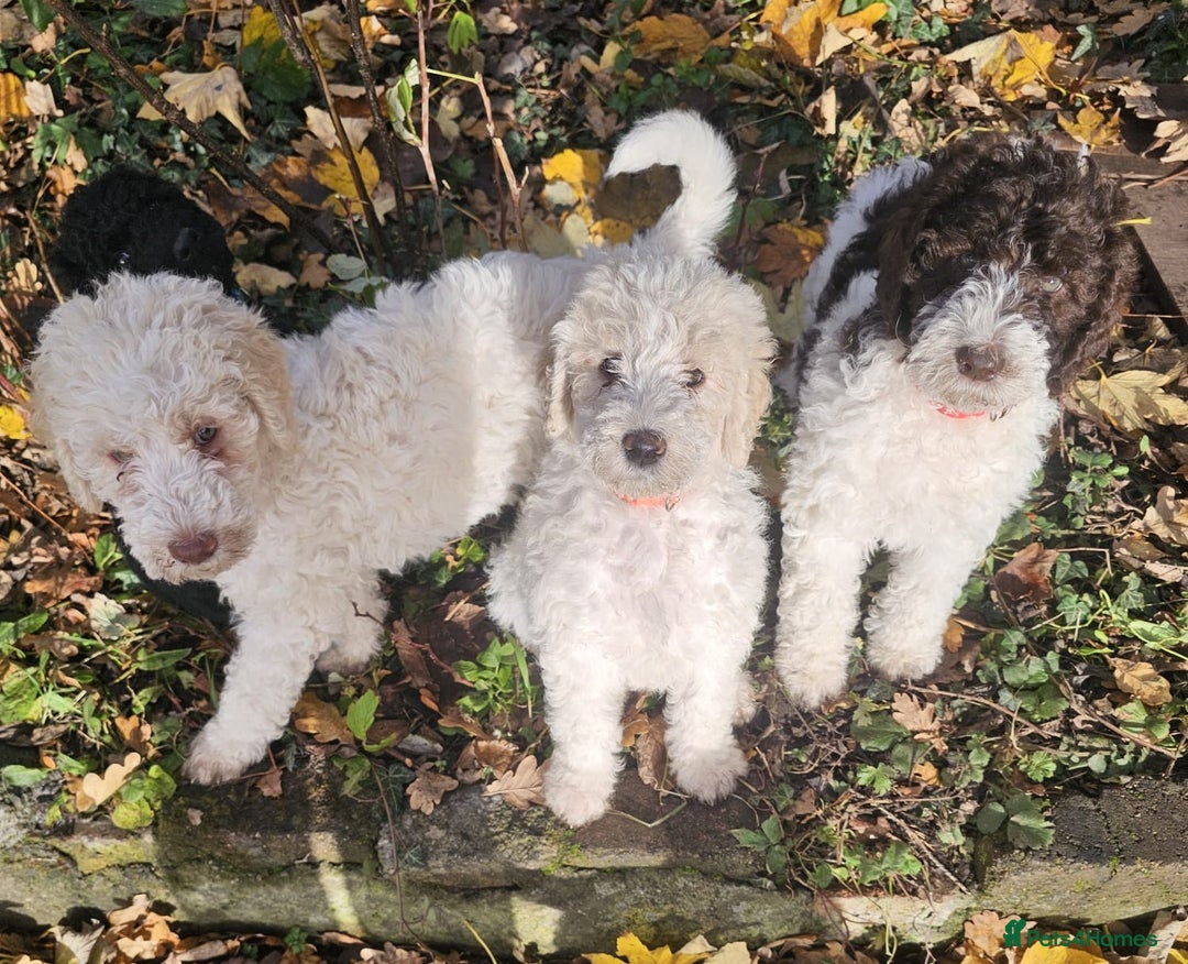 Labradoodle dogs for stud: PROVEN Healthy Labradoodle STUD - Hypoallergenic  - Advert 27