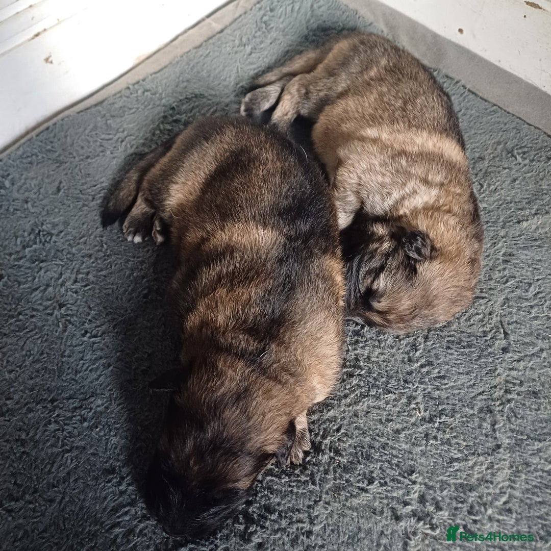 German Shepherd dogs for sale: German Shepherd pups - Image 10