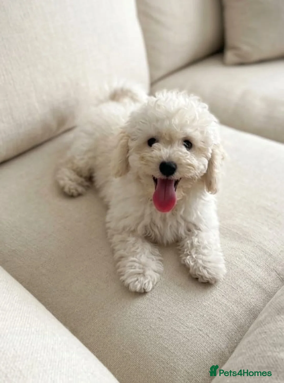 Mixed Breed dogs for sale: Poodle dad Hungarian puli mum - Advert 2