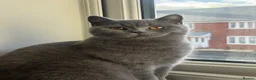 British Shorthair cats for sale: Blue British Shorthair Females x3 - Advert 6