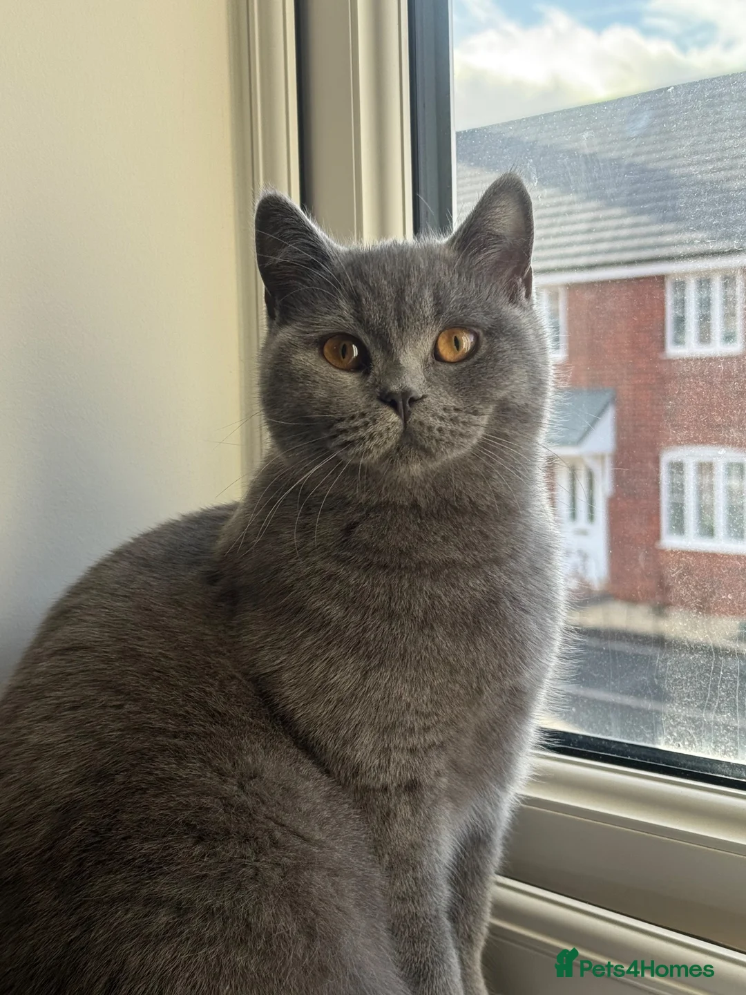 British Shorthair cats for sale: Blue British Shorthair Females x3 - Advert 6