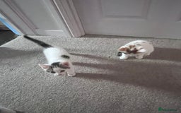 Mixed Breed cats for sale: Mixed calico litter  - Image 9