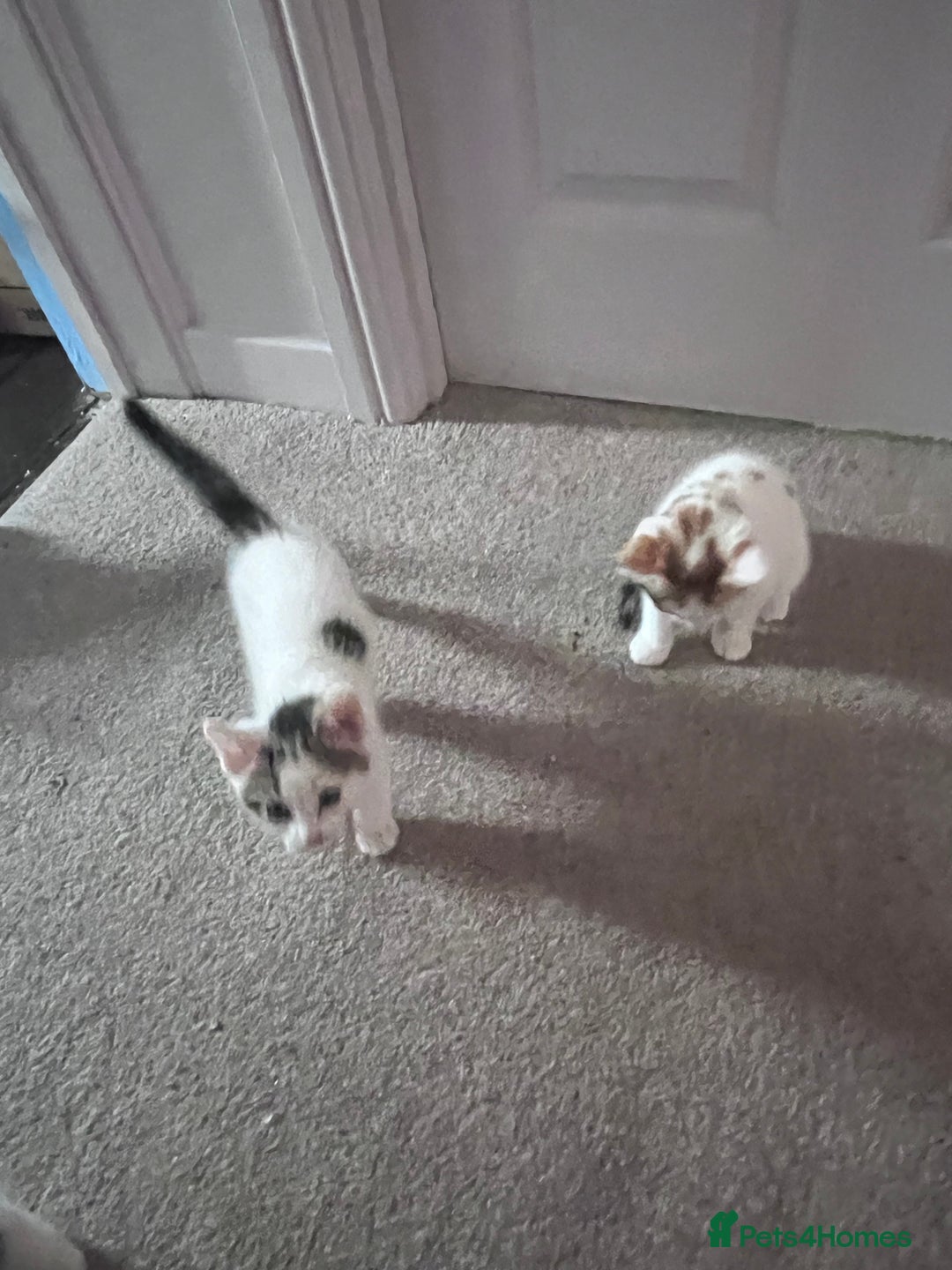 Mixed Breed cats for sale: Mixed calico litter  - Image 9