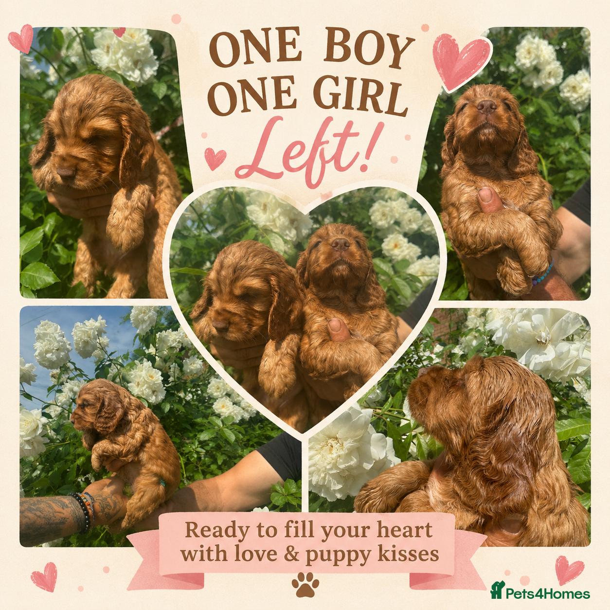 Cocker Spaniel dogs Full pedigree beautiful show cocker spaniels  - Advert 3