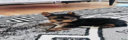 Yorkshire Terrier dogs for sale: Yorkshire Terrier puppiers - Advert 6