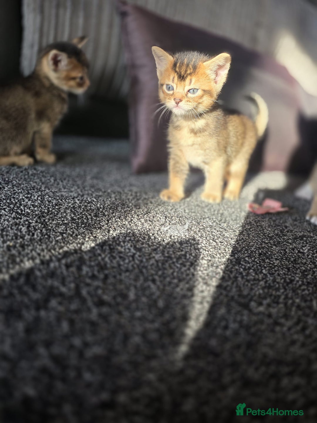 Abyssinian cats for sale: Abyssinian X Bengal Kittens - Image 9