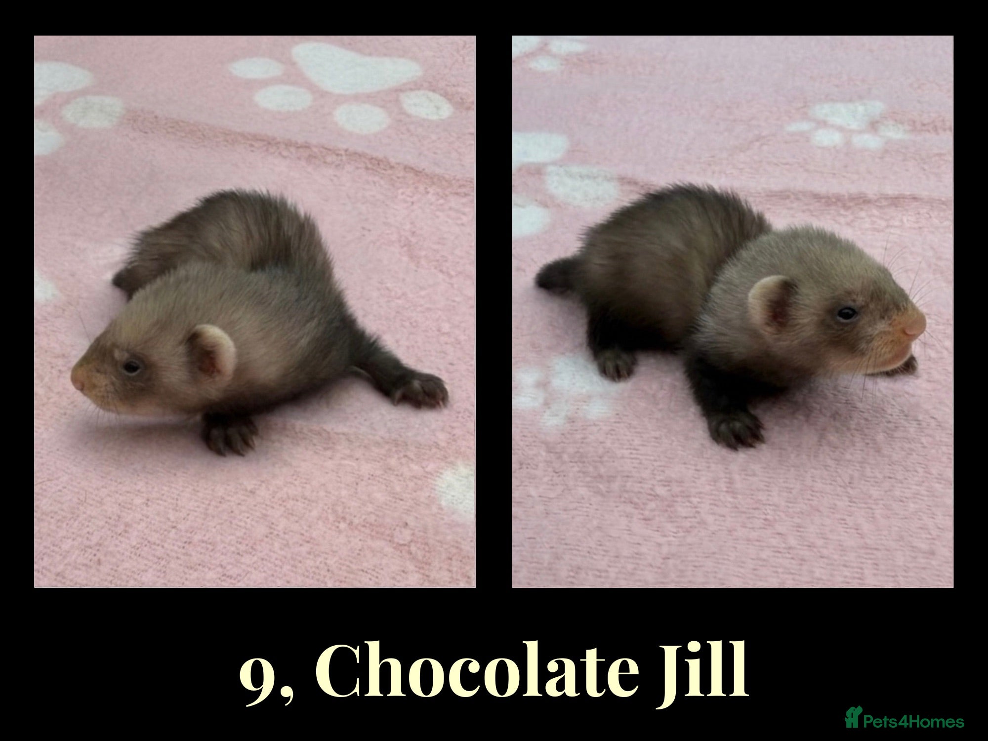 Ferret rodents 🦦 Adorable Ferret Kits (Pandas, Roans & Sables)🐾 - Advert 2