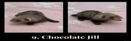Ferret rodents for sale: 🦦 Adorable Ferret Kits (Pandas, Roans & Sables)🐾 - Advert 2