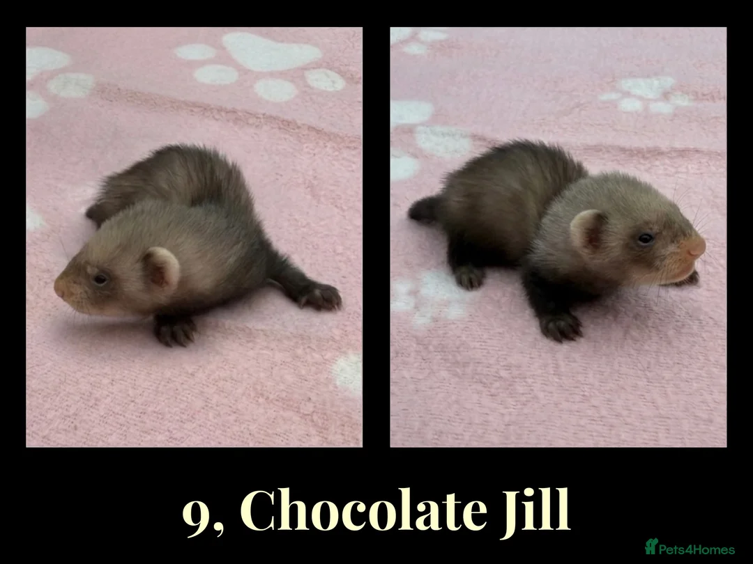Ferret rodents for sale: 🦦 Adorable Ferret Kits (Pandas, Roans & Sables)🐾 - Advert 2