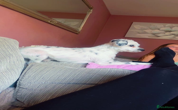 Maltese dogs in Hemel Hempstead - Advert 1
