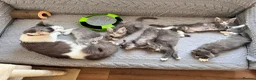 Maine Coon cats for sale: Beautifull Maine Coon kittens - Advert 1