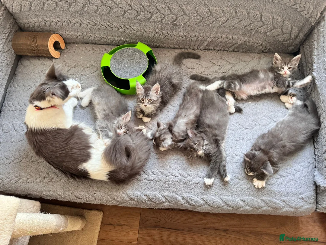 Maine Coon cats for sale: Beautifull Maine Coon kittens - Advert 1