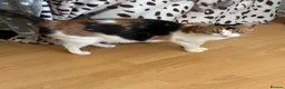 British Longhair cats for sale: NY12 Two Beautiful Female Cats Looking for Loving - Advert 17