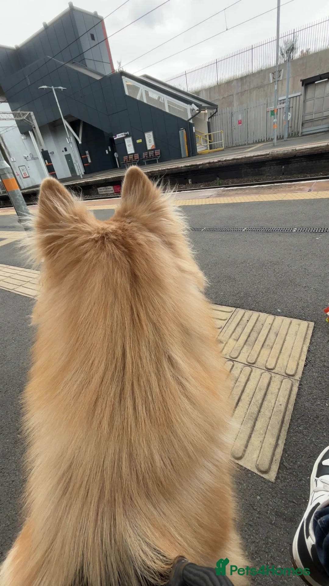 Mixed Breed dogs for sale: Wolfdog Male (koda) - Advert 6