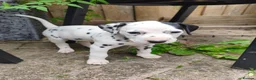 Dalmatian dogs for sale: 1 boy , 2 girls left  - Advert 30
