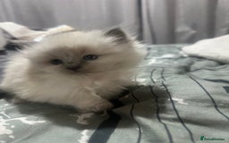 Ragdoll cats for sale: 5 blue eye fluffy ragdoll kittens  - Image 11
