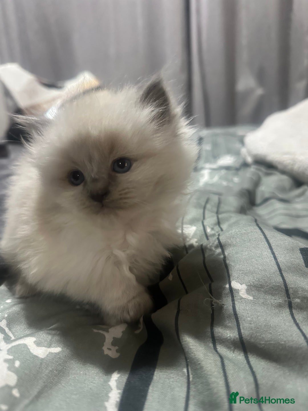 Ragdoll cats for sale: 5 blue eye fluffy ragdoll kittens  - Image 11