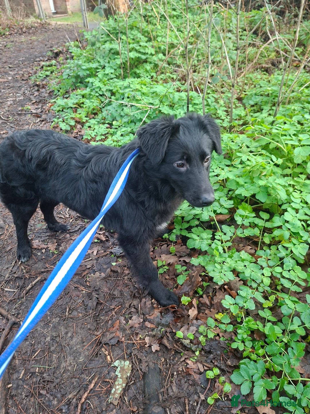 Mixed Breed dogs for adoption: Tara - North Walsham Norfolk  - Advert 7