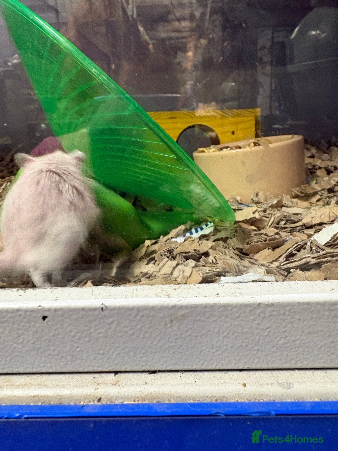 Gerbil rodents for sale: Friendly pet gerbils boys and girls  - Advert 4