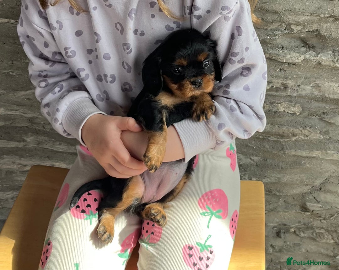 Cavalier King Charles Spaniel dogs for sale: ⭐️ fully Health tested KC reg cavalier puppies  - Image 5