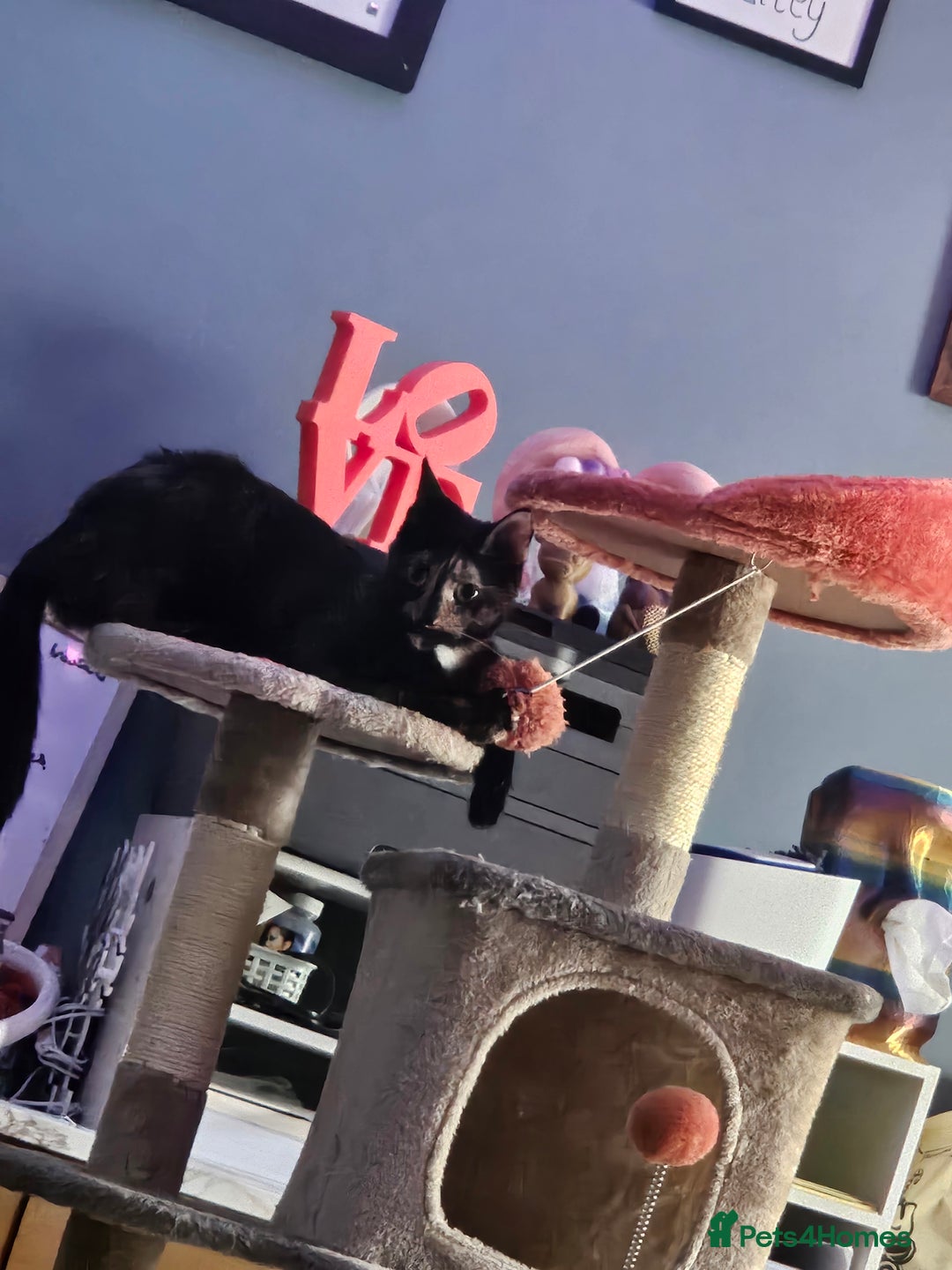 Mixed Breed cats for sale: Stunning kittens - Image 6