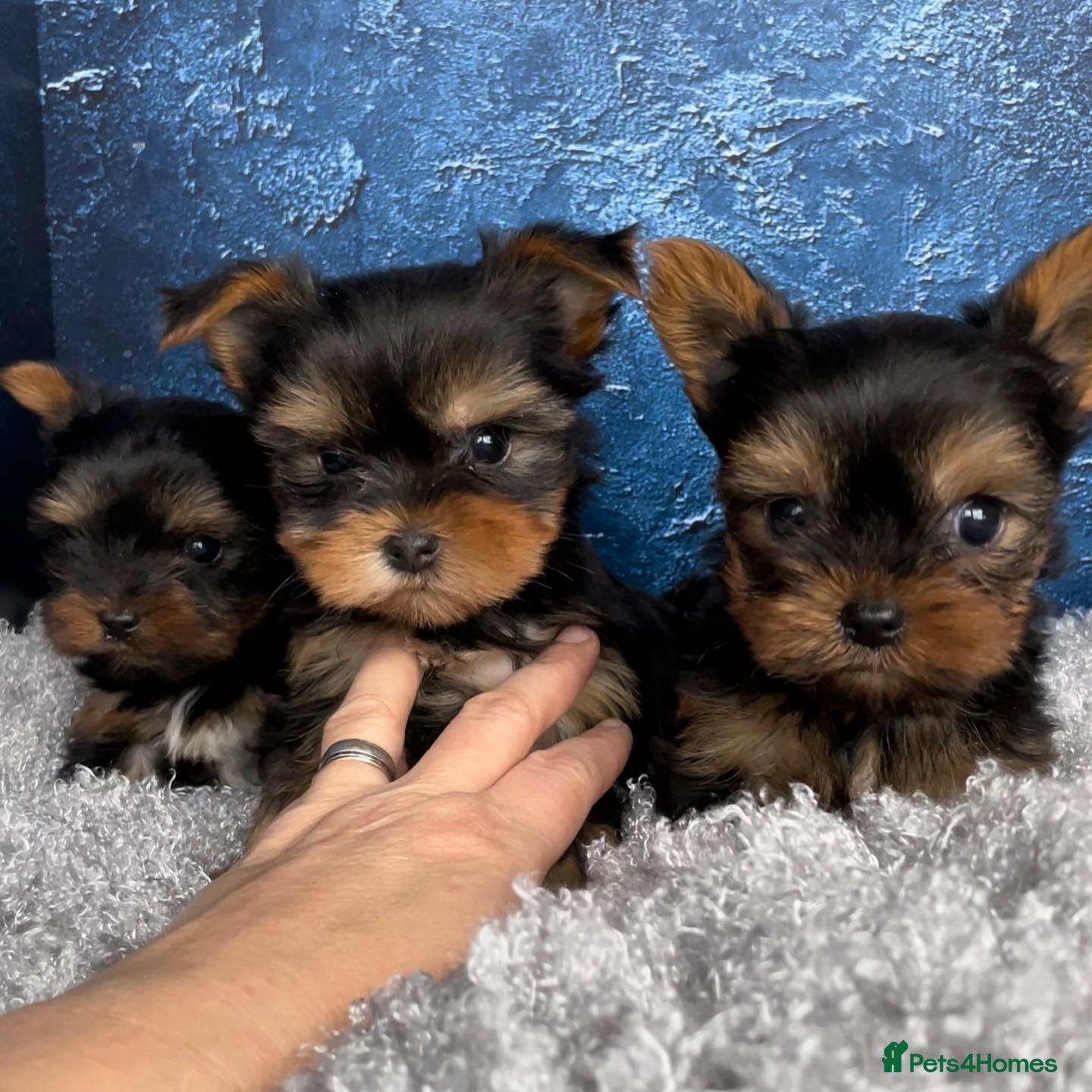 Yorkshire Terrier dogs PURE Yorkshire Terriers sweetheart❤️1 Boy & 1 Girl - Advert 11