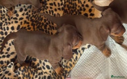Miniature Dachshund dogs for sale: Miniature dachshund smooth hair pups  - Image 38