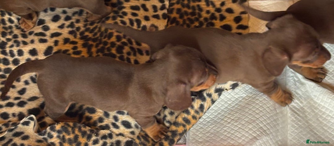 Miniature Dachshund dogs for sale: Miniature dachshund smooth hair pups  - Image 38
