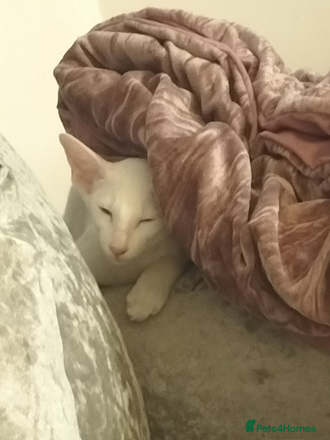 Oriental cats for sale: White oriental girl kitten  - Image 3