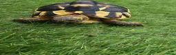 Tortoise reptiles for sale: Tortoise  - Advert 2