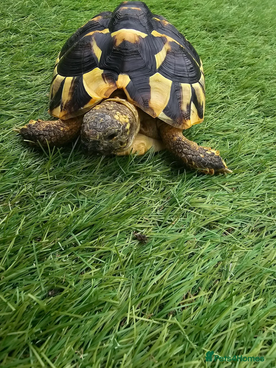 Tortoise reptiles for sale: Tortoise  - Advert 2