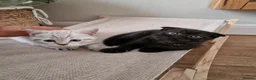 Scottish Fold cats for sale: 🐾Cute🐱 Scottish fold and Scottish straight🐱🐾 - Advert 19