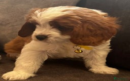 Cavapoo dogs for sale: Beautiful Cavapoo F2 puppies  for sale - Image 19
