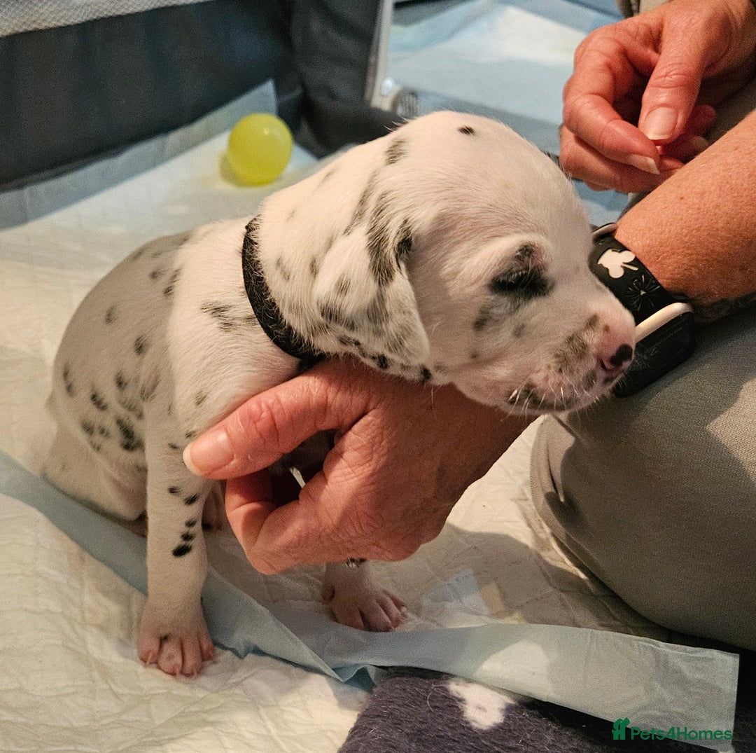 Dalmatian dogs for sale: beautiful dalmatian puppies - Advert 18