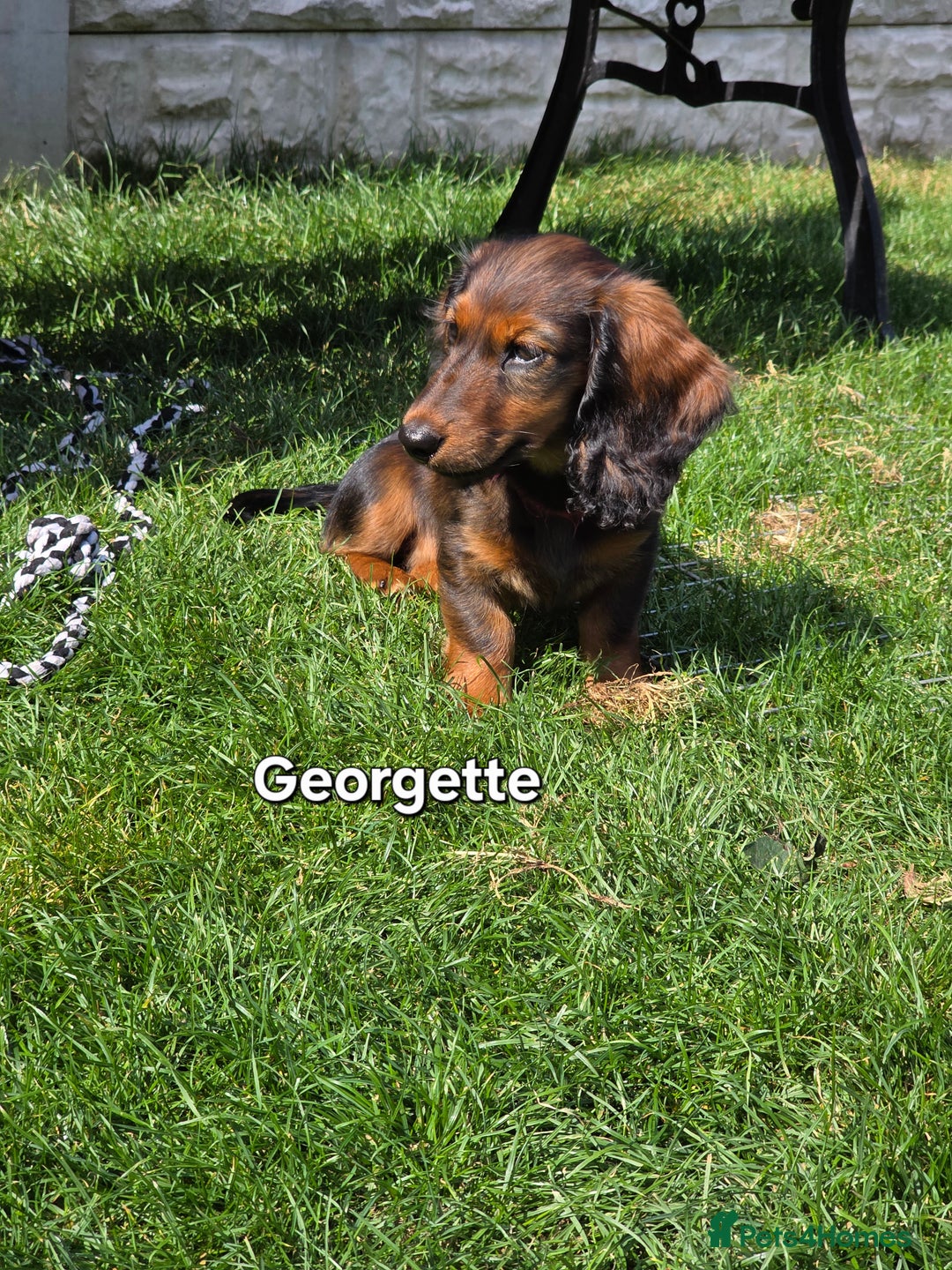 Dachshund dogs for sale: Red long-haired standard dachshund puppies - Image 23
