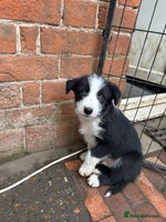 Mixed Breed dogs - Advert 2
