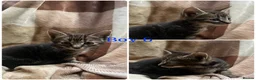 Mixed Breed cats for sale: Gorgeous kittens for sale  - Advert 8