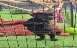 Labrador Retriever dogs for sale: KC, very cute Black labrador Show Type. READY KNOW in Ferryhill - Image 5