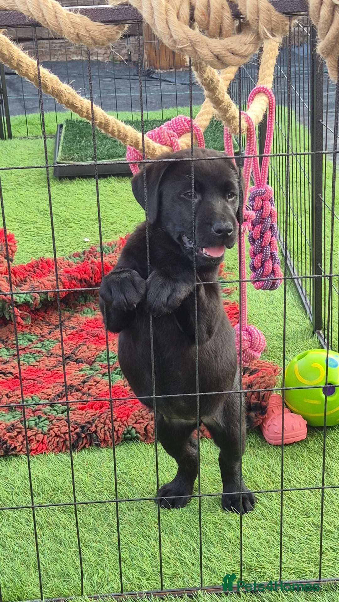 Labrador Retriever dogs for sale: KC, very cute Black labrador Show Type. READY KNOW in Ferryhill - Image 5
