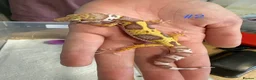 Leopard Gecko reptiles for sale: Baby leopard geckos - Advert 2