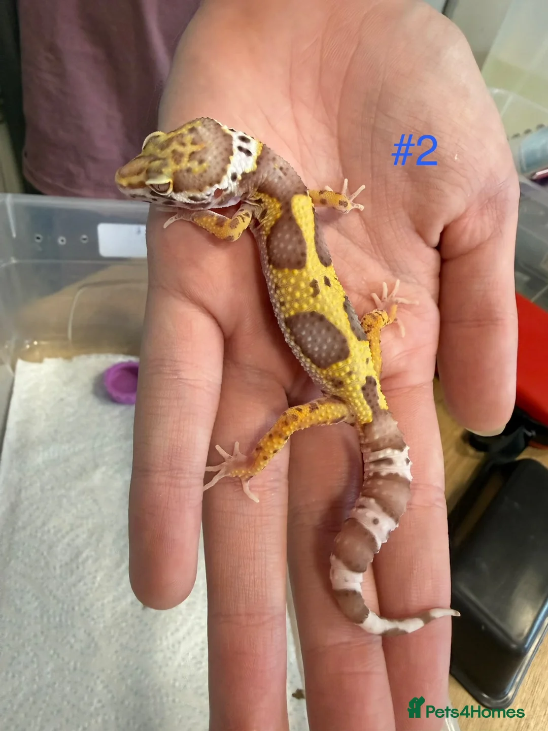 Leopard Gecko reptiles for sale: Baby leopard geckos - Advert 2
