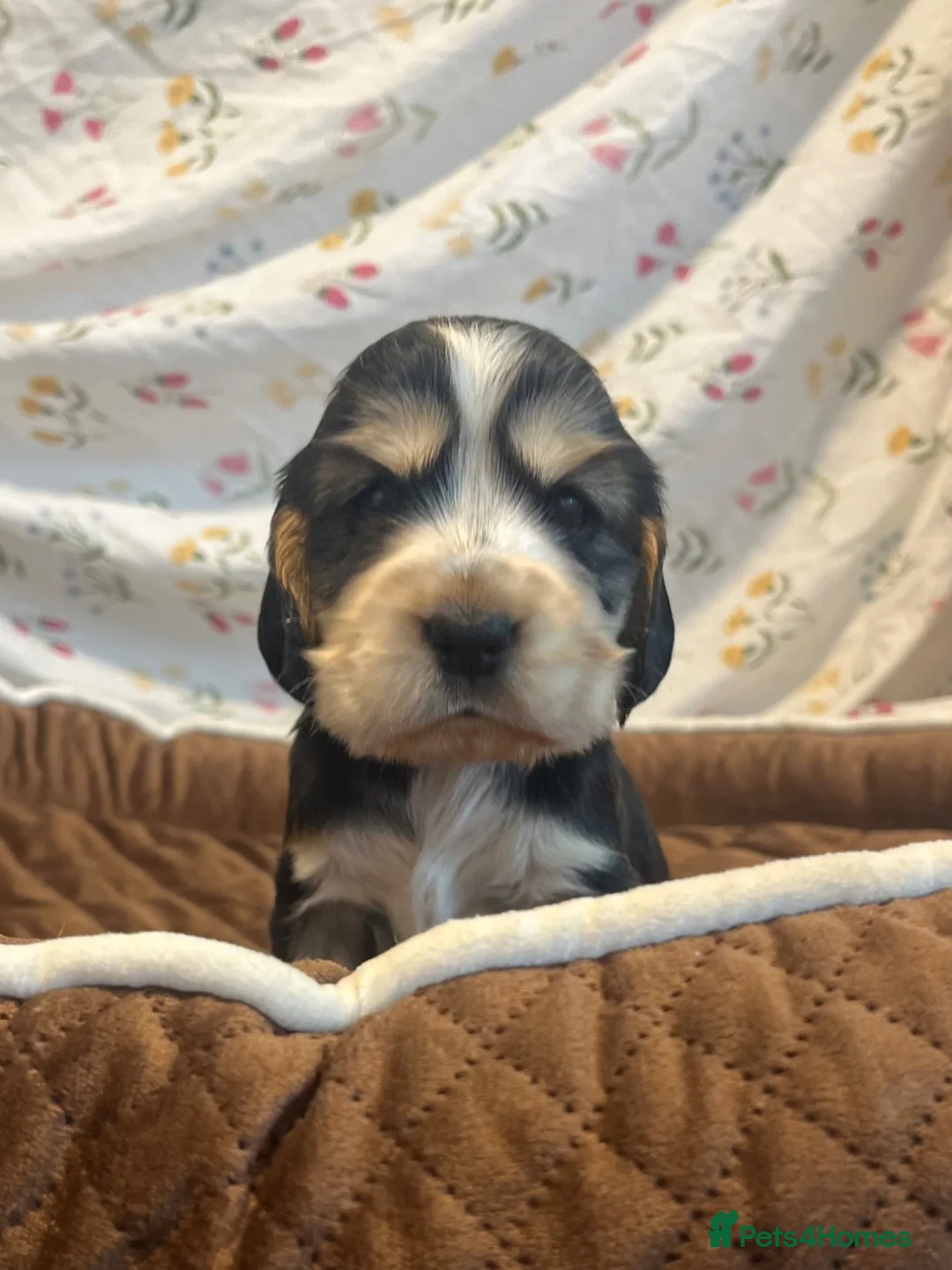 Cocker Spaniel dogs for sale: Kc show type cocker spaniel puppies  - Advert 2