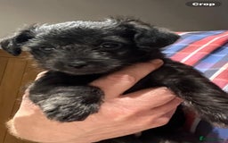 Mixed Breed dogs for sale: 2 jackapoo puppies for sale  - Image 1